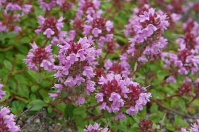 Thymus pulegioides, Tijm