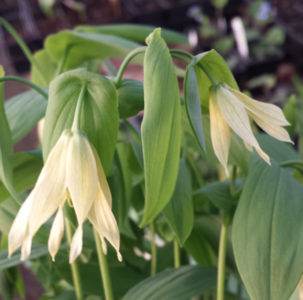 Uvularia grandiflora 'Pallida', Huigkruid