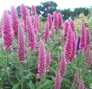 Veronica spicata 'Rosa Zwerg', Ereprijs