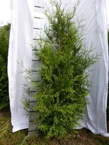 Thuja occ. brabant, 160-180 Kluit, Westerse levensboom