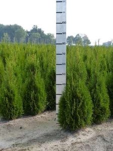 Thuja occ. smaragd, 60-80 Kluit, Levensboom