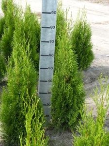 Thuja occ. smaragd, 80-100 Kluit, Levensboom