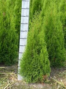 Thuja occ. smaragd, 100-120 Kluit, Levensboom