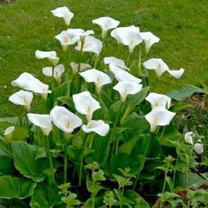 Zantedeschia aethiopica, Aronskelk