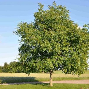 Juglans regia, 14/16 Draadkluit, Okkernoot