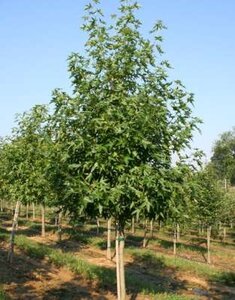 Liquidambar styr. 'Worplesdon', 20/25 Draadkluit Amberboom