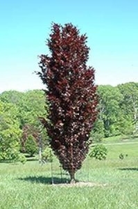 Fagus sylv. 'Rohan Obelisk', 150-175 20L