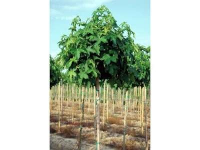 Liquidambar styr. 'Gum Ball', stamhoogte 1m50 pot, Amberboom