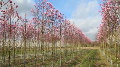 Magnolia 'Galaxy', 10/12 Draadkluit, beverboom