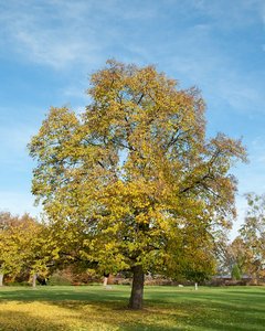 Ostrya carpinifolia, 8/10 Blote wortel, Europese hopbeuk