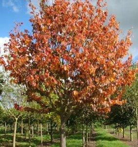 Parrotia per. 'Vanessa', 12/14 Draadkluit