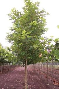 Platanus 'Minaret', 10/12 Blote wortel, Plataan