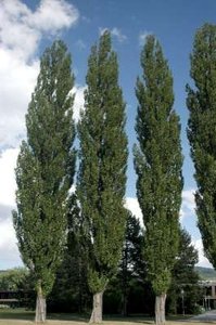 Populus nigra 'Italica', 10/12 Blote wortel, Populier