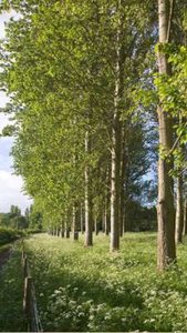 Populus tremula, 8/10 Blote wortel, Populier