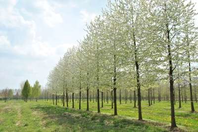 Prunus av. 'Plena', 8/10 Blote wortel, Dubbele sierkers