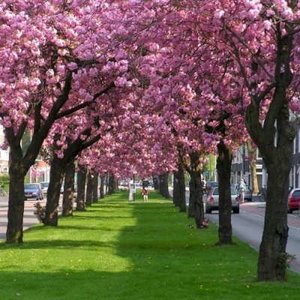 Prunus ser. 'Kanzan', 8/10 Blote wortel, Japanse sierkers