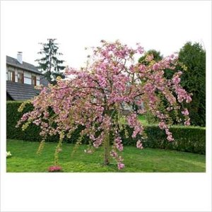 Prunus ser. 'Kiku-shidare-zakura', 10/12 Blote wortel, Japanse sierkers