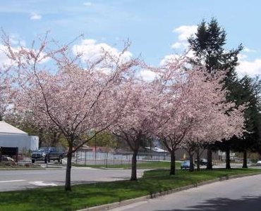 Prunus subh. 'Autumnalis Rosea', Japanse sierkers, HALFSTAM