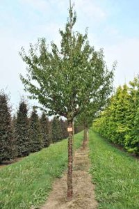 Prunus serrula, 8/10 Blote wortel, Japanse sierkers