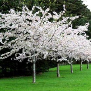 Prunus yedoensis, 8/10 Blote wortel, Yoshinokers