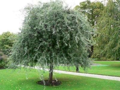 Pyrus sal. 'Pendula', 10/12 Blote wortel, Sierpeer