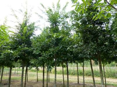 Quercus cerris, 10/12 cm Blote wortel, Moseik