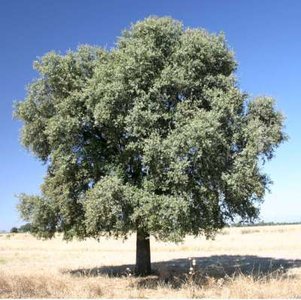 Quercus ilex, 10/12 30L, Steeneik