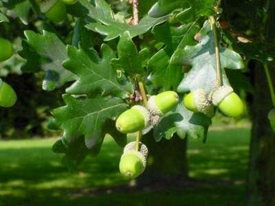 Quercus robur, 10/12 Blote wortel, Zomereik