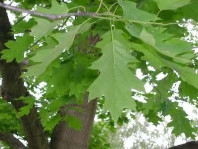 Quercus rubra, 10/12 Blote wortel, Amerikaanse eik