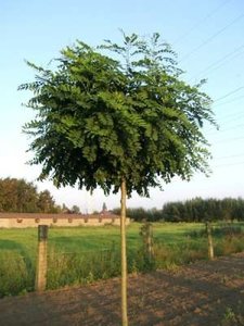 Robinia pseud. 'Umbraculifera', stam 180cm 15L pot, Bolacacia