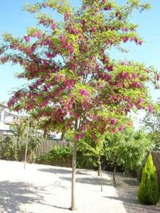 Robinia marg. 'Casque Rouge', 10/12 Blote wortel, Valse Acacia