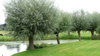 Salix alba, 8/10 blote wortel, Knotwilg