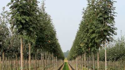 Sorbus auc. 'Sheerwater Seedling', 10/12 Blote wortel, Lijsterbes