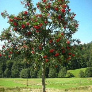 Sorbus aucuparia, 8/10 Blote wortel, Lijsterbes