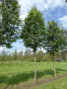 Sorbus torminalis, 6/8 Blote wortel, Elbes