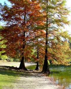 Taxodium distichum, 10/12 Draadkluit, Moerascipres