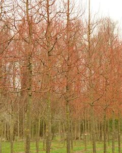 Tilia cor. 'Winter Orange', 8/10 Blote wortel, Kleinbladige linde