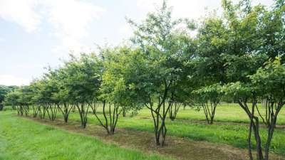 Ginkgo biloba meerst., 250-300cm 35L pot, Japanse notenboom