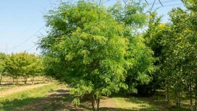 Gleditsia triac. 'Green Glory' meerst., 350/400 cm 130L pot, Doornloze valse Christusdoorn