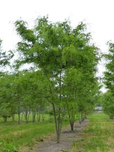 Gleditsia triac. 'Skyline' meerst., 200/250 cm 35L pot, Amerikaanse Christusdoorn