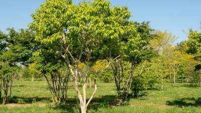 Heptacodium miconioides, 200/250 cm 130L, meerstammig, Zeven zonen bloem