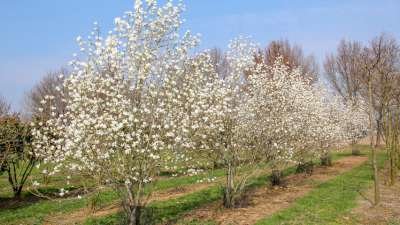 Magnolia kobus meerst., 200/250 cm 50L pot, Beverboom