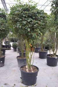 Photinia fras. 'Red Robin' meerst., 250/300 cm 180L pot, Glansmispel