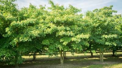 Tetradium daniellii meerst., 250/300 cm 130L pot, Rutaceae