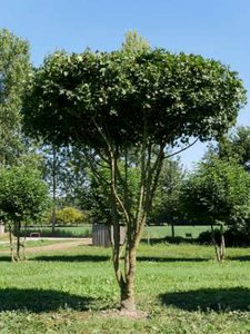 Acer campestre meerst., 250/300 cm Draadkluit, Veldesdoorn