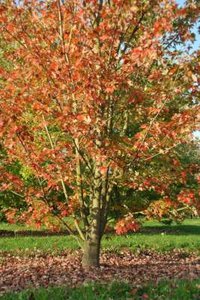 Acer freem. 'Autumn Blaze' meerst., 200/250 cm Draadkluit (= Jeffersred)