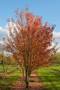 Acer rubrum meerst., 250/300 cm Draadkluit, Esdoorn