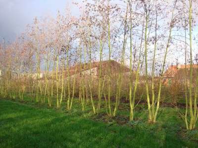 Alnus Glutinosa meerst., 250/300 cm Draadkluit, Zwarte els