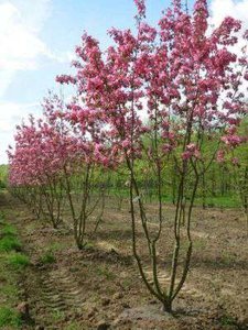 Cercis siliquastrum meerst., 200/250 cm Draadkluit, judasboom