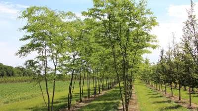 Gleditsia triac. 'Inermis' meerst., 250/300 Draadkluit, Amerikaanse Christusdoorn